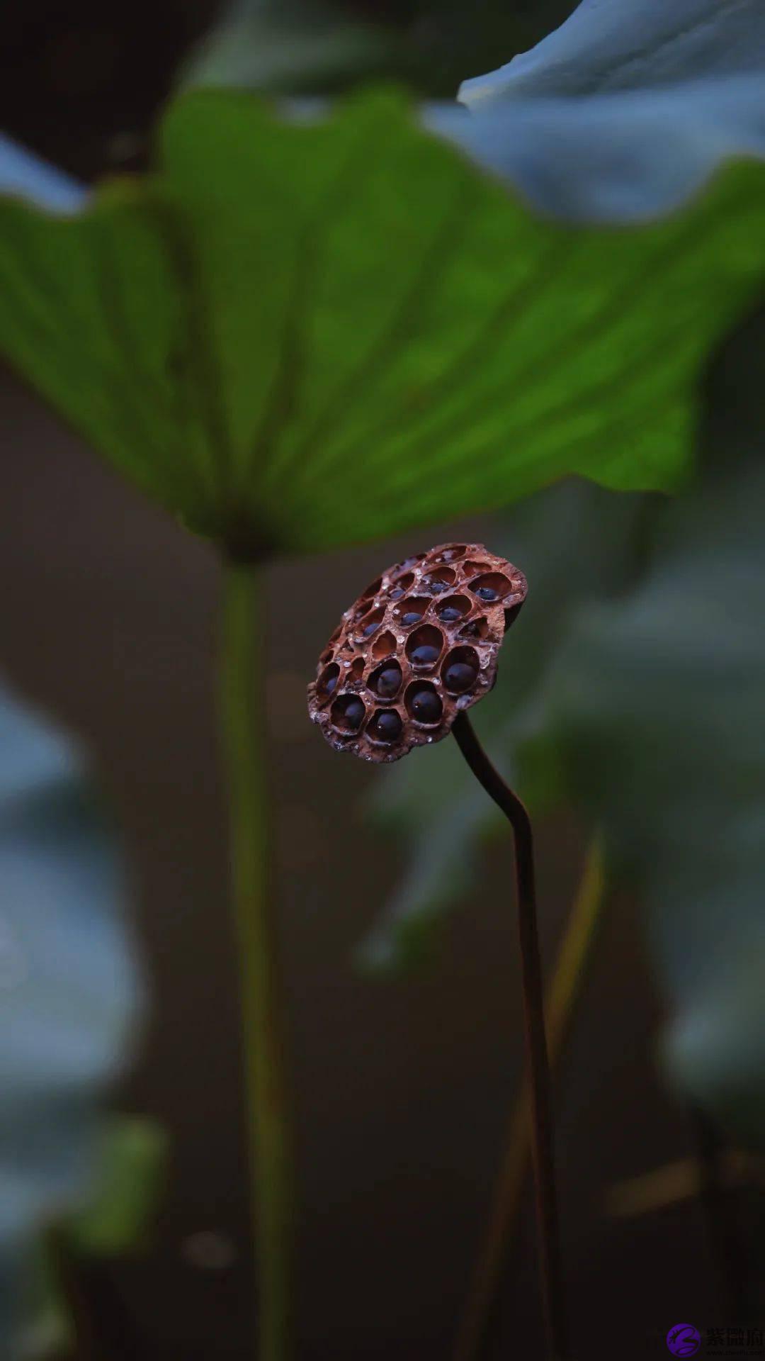 二十四节气，二十四番花信风，美到窒息！