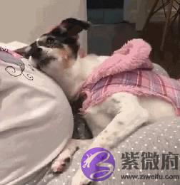 宝宝还没出生狗狗就开始会关心，妈妈爆感动：请跟我一起守护她！