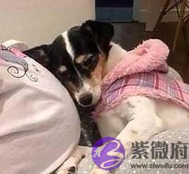 宝宝还没出生狗狗就开始会关心，妈妈爆感动：请跟我一起守护她！