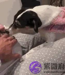 宝宝还没出生狗狗就开始会关心，妈妈爆感动：请跟我一起守护她！
