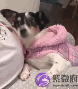 宝宝还没出生狗狗就开始会关心，妈妈爆感动：请跟我一起守护她！