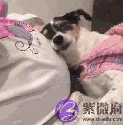 宝宝还没出生狗狗就开始会关心，妈妈爆感动：请跟我一起守护她！