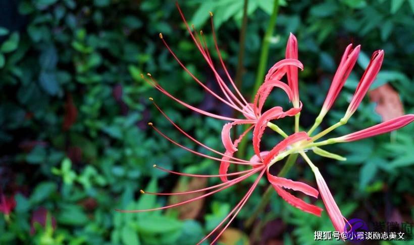 八月初期，爱情未曾凋零，主动示好，矛盾解除的四大星座