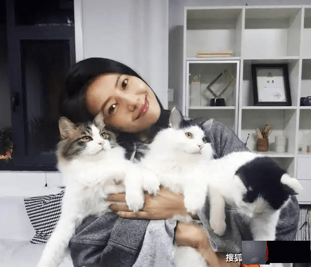 龙吟师傅浅谈：你适合养什麽颜色的猫呢？