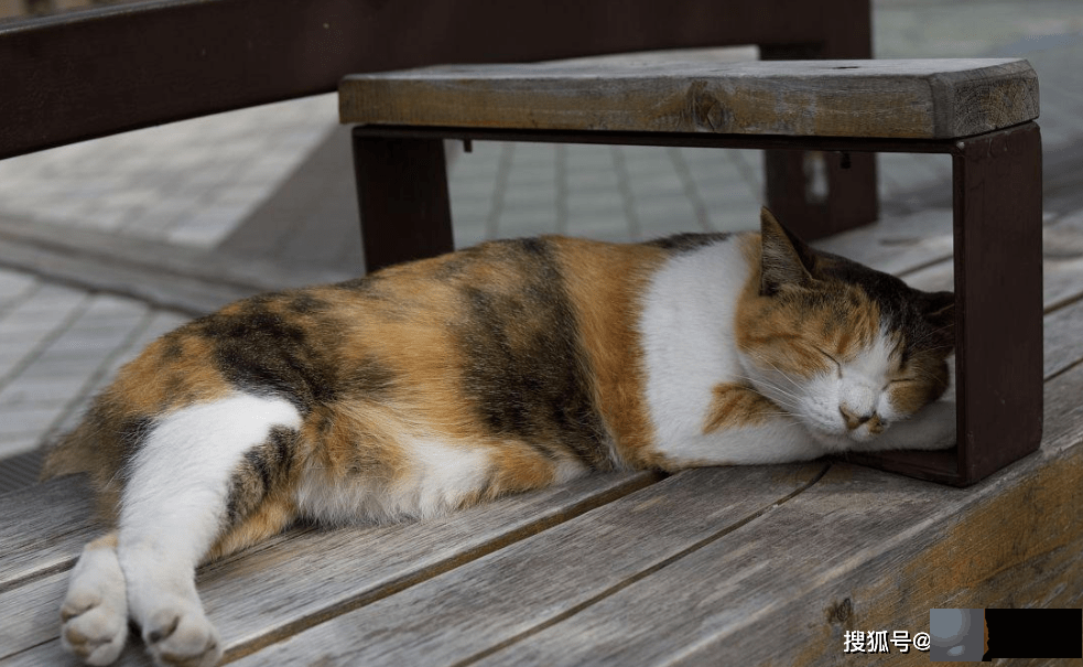 龙吟师傅浅谈：你适合养什麽颜色的猫呢？