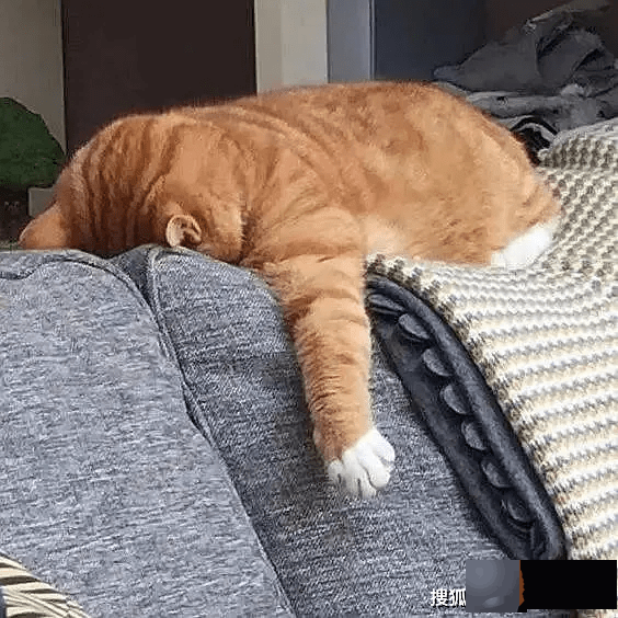 龙吟师傅浅谈：你适合养什麽颜色的猫呢？
