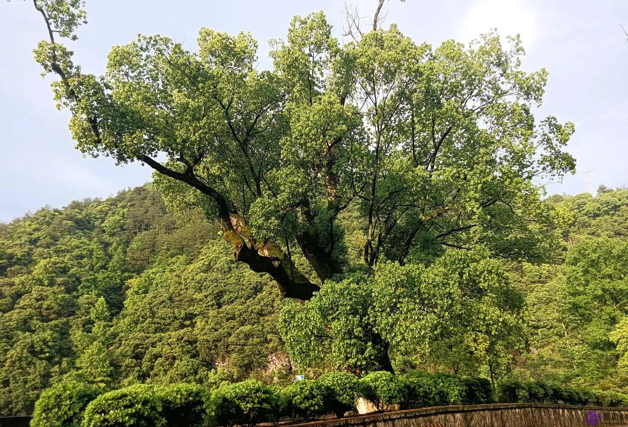为什麽说出生的时辰决定一个人的命运？