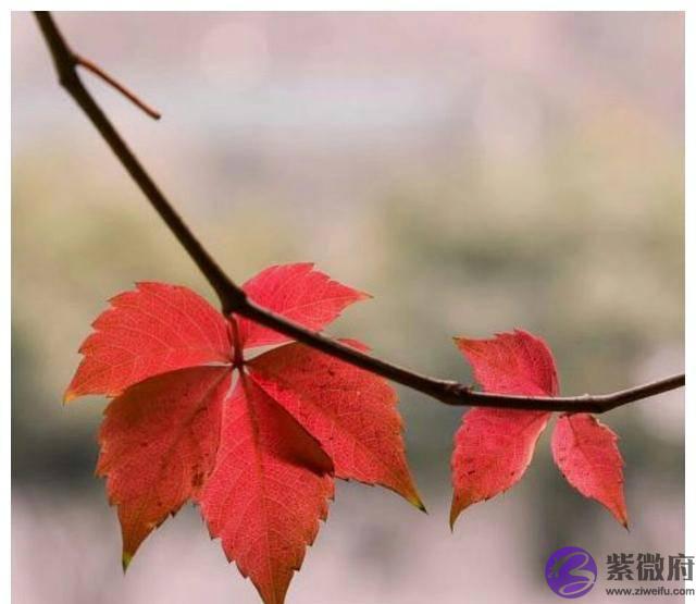 戊子酉月地支申子半合，卯酉冲大运木火两旺助身名利两全