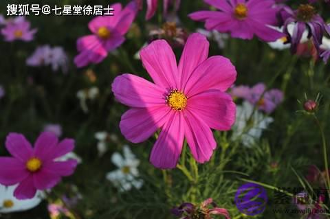 12生肖中谁的桃花运最好？很有异性缘