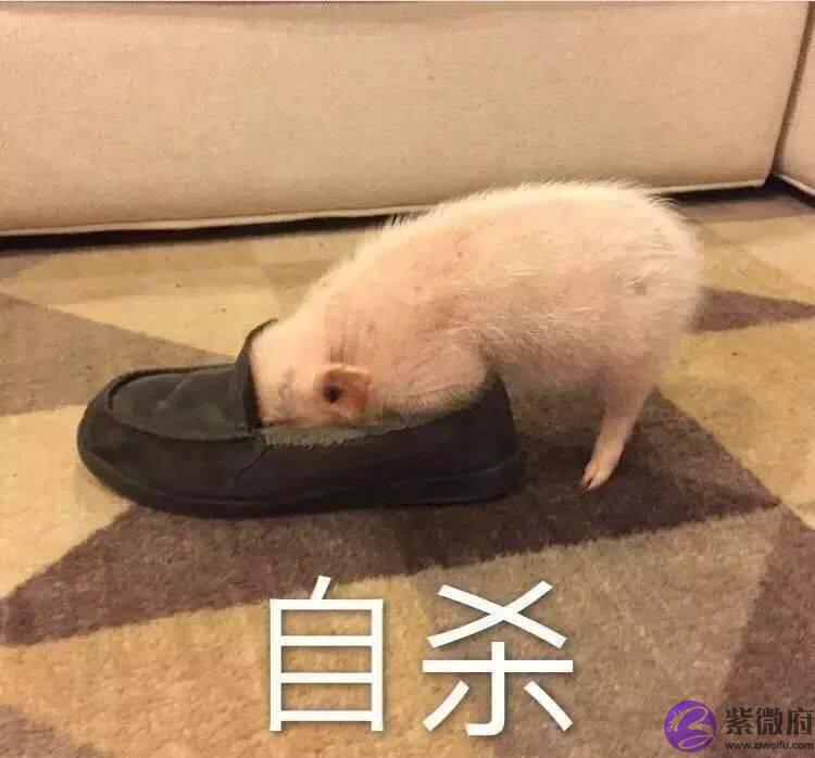 彩铅手绘之24节气-小暑