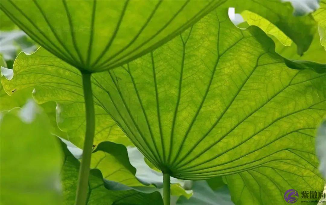 彩铅手绘之24节气-小暑