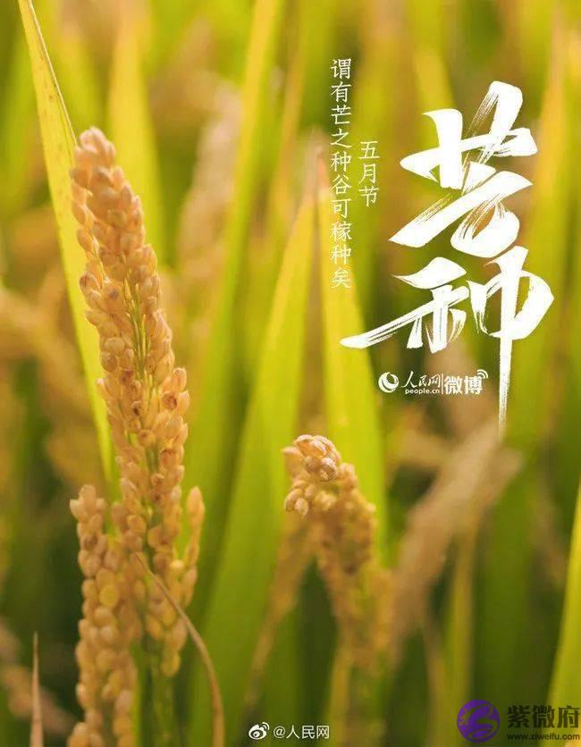 24节气|今日芒种