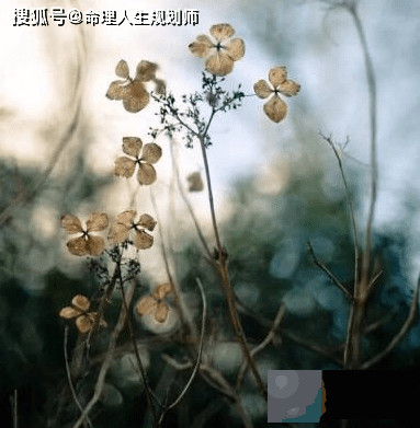 财运生辰看财运,这己丑日柱的人,格局好,多福多金