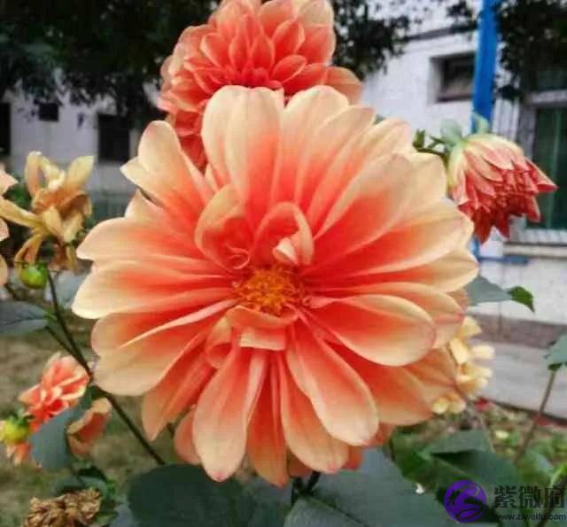 庚金未月地支午未化火,火烈土焦木从火势清枯之象