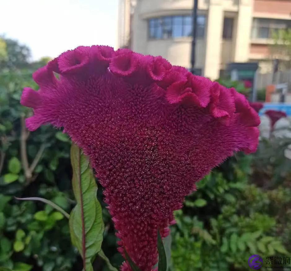 庚金未月地支午未化火,火烈土焦木从火势清枯之象