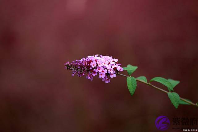 生辰财运分析，食神格，印贴身为用，财运怎麽样？