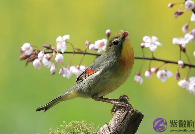 俗语：“春打五九尾，要饭跑断腿”，啥意思？2020年立春在几九？