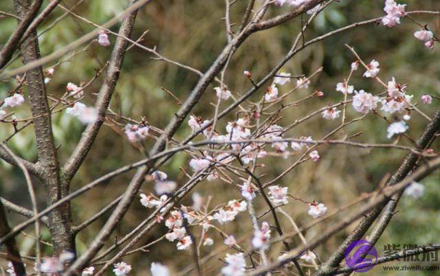 俗语：“春打五九尾，要饭跑断腿”，啥意思？2020年立春在几九？