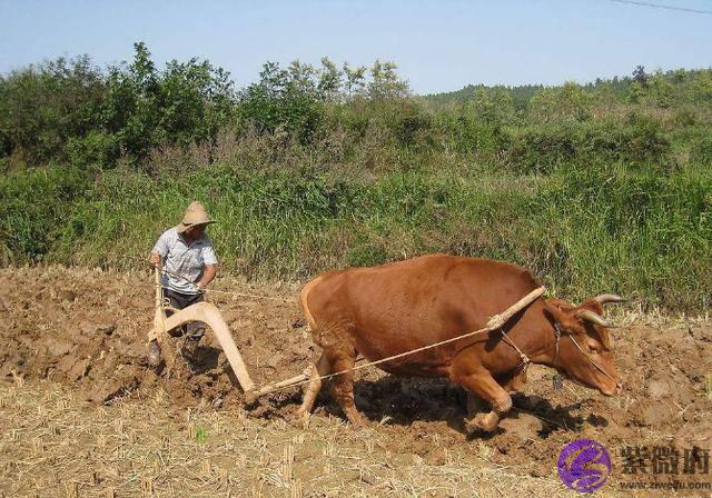 俗语：“春打五九尾，要饭跑断腿”，啥意思？2020年立春在几九？