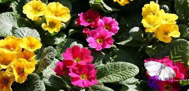 俗语：“春打六九头，喝水像喝油”，2020年立春是几九？答案来了