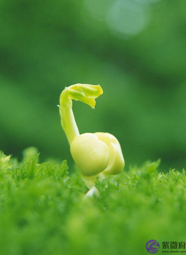 农村俗语：一年两立春，粮食贵如金，明年是两个立春，粮价会贵吗