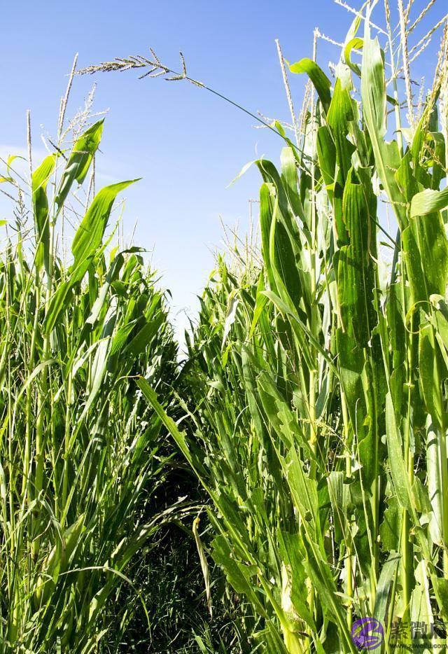 农村俗语：一年两立春，粮食贵如金，明年是两个立春，粮价会贵吗