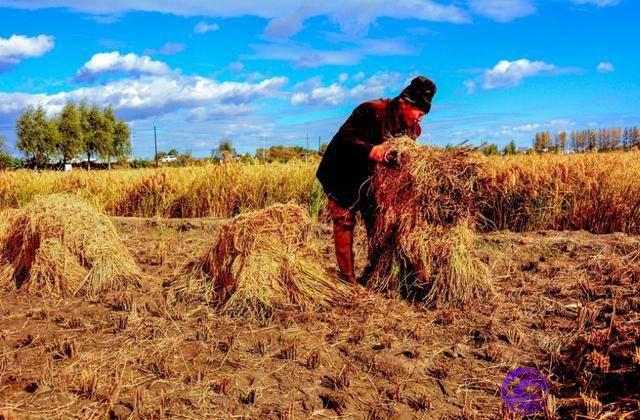 俗语：“立春在腊月间，明春无倒春寒”，明年立春在什麽时间？