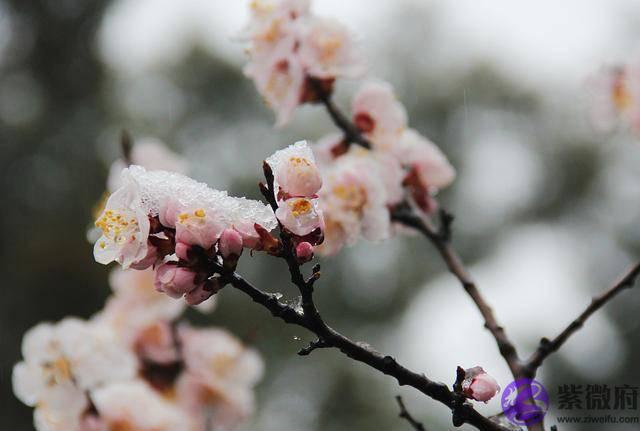 俗语：“立春在腊月间，明春无倒春寒”，明年立春在什麽时间？