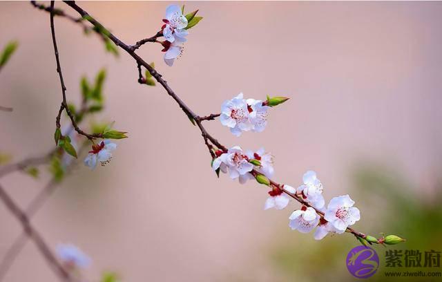 俗语：“立春在腊月间，明春无倒春寒”，明年立春在什麽时间？