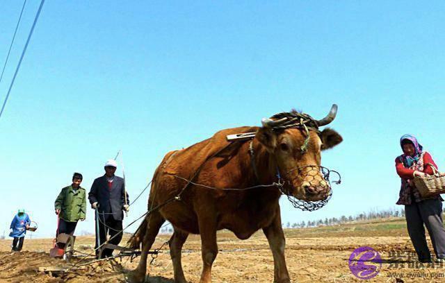 农村俗话说，“春打五九尾，要饭跑断腿”，今年立春是几九呢？