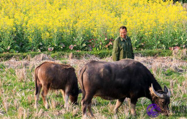 农村俗话说，“春打五九尾，要饭跑断腿”，今年立春是几九呢？