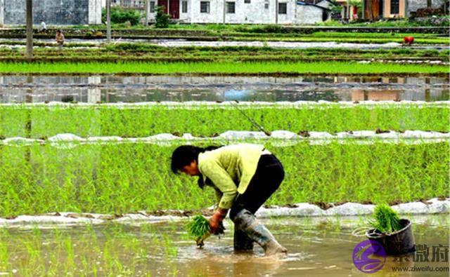 农村俗语：“春打六九头、喝水像喝油”，啥意思？2020何时立春？