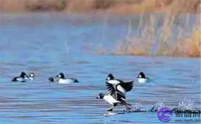 农村俗语：“春打六九头、喝水像喝油”，啥意思？2020何时立春？