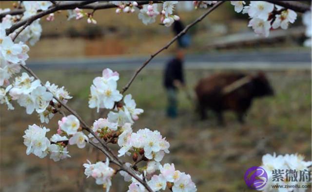 农村俗语：“春打六九头、喝水像喝油”，啥意思？2020何时立春？