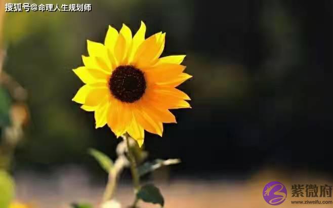 婚姻生辰看婚姻，为什麽早婚易分离，晚婚遇真爱？