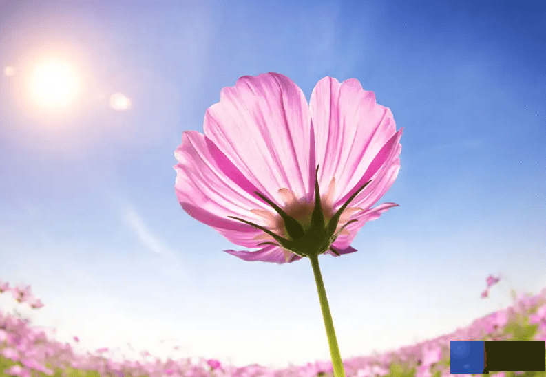 出生日期看命中富贵 属猪这几日出生大富大贵