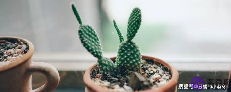 鬼为什麽找佛缘重的 ?佛缘重的人身上有仙吗?