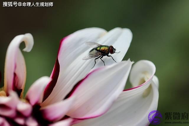 婚姻生辰看婚姻，婚姻为什麽会影响命运甚至改变命运？