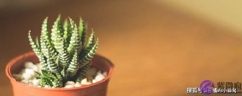 2022属猪全年运势怎麽样 ?今年属于吉象?