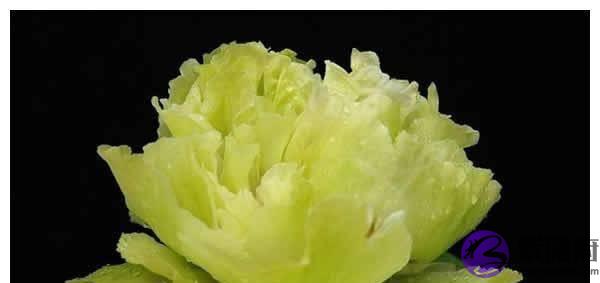 额头上的5种纹路,都在预示着你是什麽命,看看你晚年能享福吗