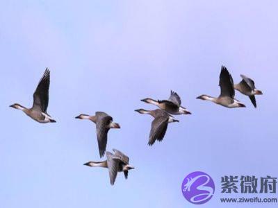 为什麽大雁南飞的时候，要排成一字形或人字形？