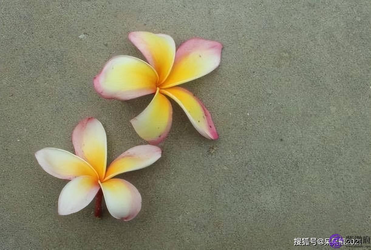 兄弟姐妹和枕边人，到底谁是“亲”人？答案很直白