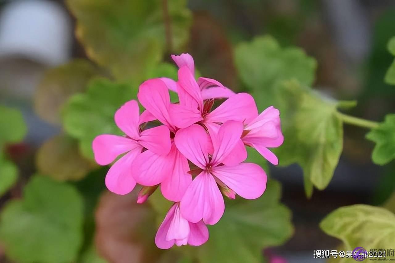 兄弟姐妹和枕边人，到底谁是“亲”人？答案很直白