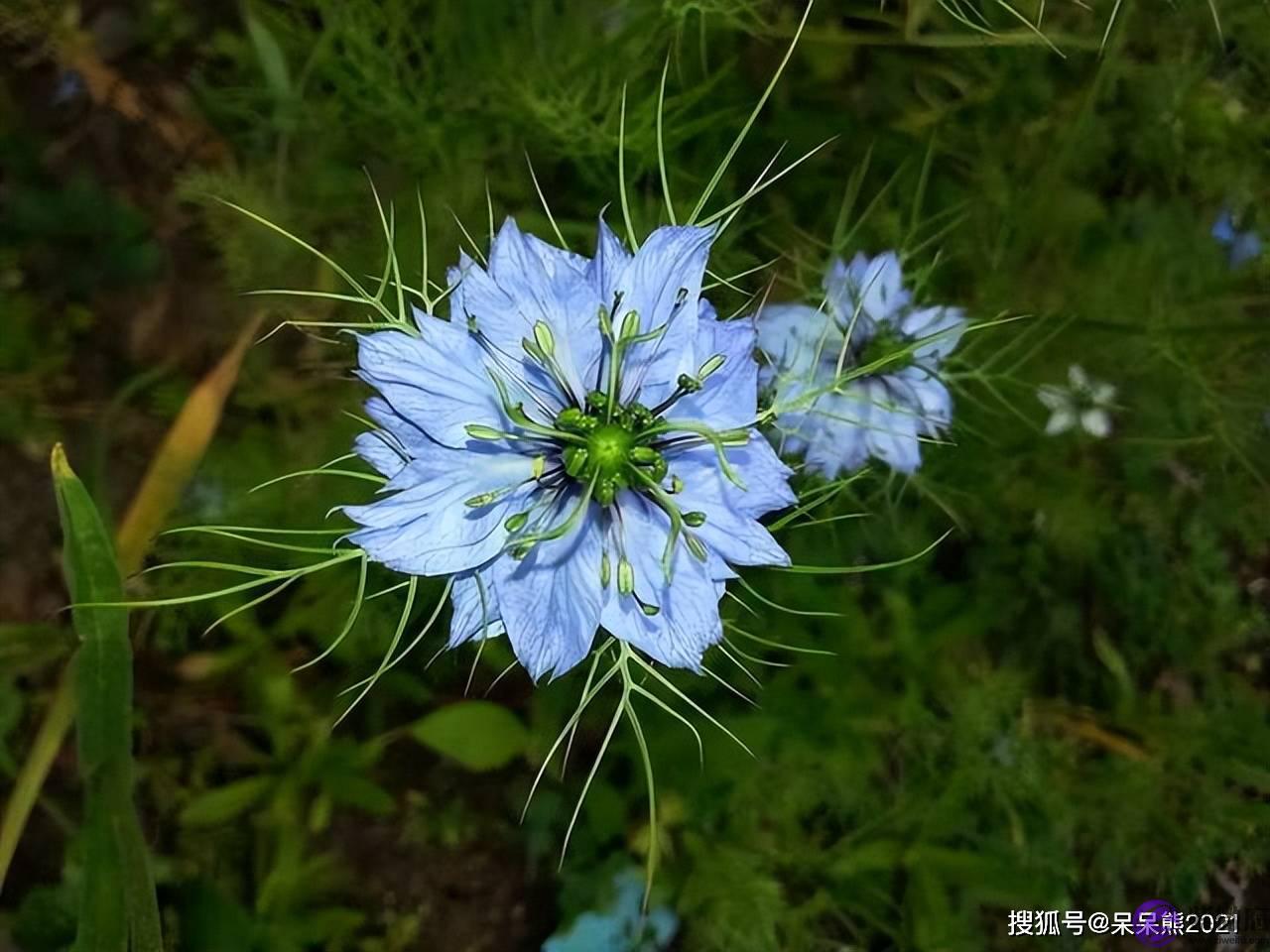 兄弟姐妹和枕边人，到底谁是“亲”人？答案很直白