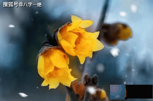 ​五行缺木，财无源头，就真的不能发财吗？