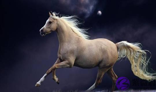 生肖马：把出生年月日加起来，得到的生命灵数就是你一生的运势！