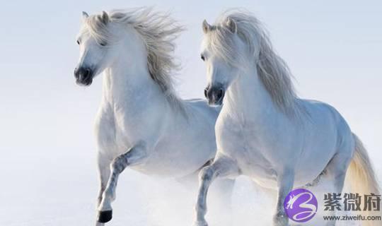 生肖马：把出生年月日加起来，得到的生命灵数就是你一生的运势！