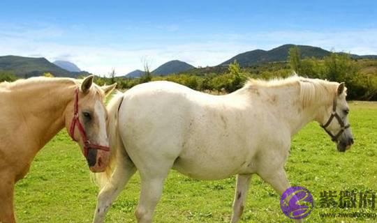 生肖马：把出生年月日加起来，得到的生命灵数就是你一生的运势！