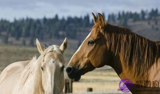 生肖马：把出生年月日加起来，得到的生命灵数就是你一生的运势！