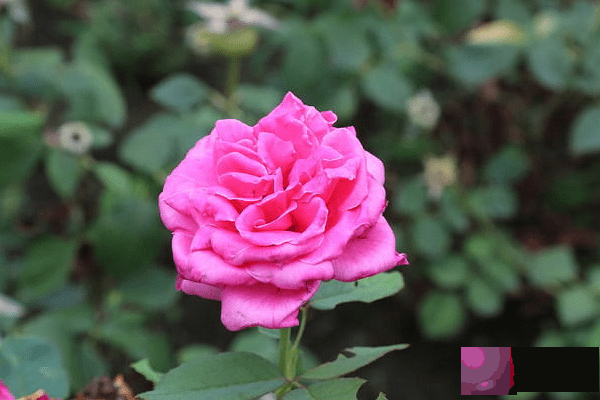 生肖鼠时来财运越发旺盛,“喜事洋”财神到,幸运享不停变身为大富豪!